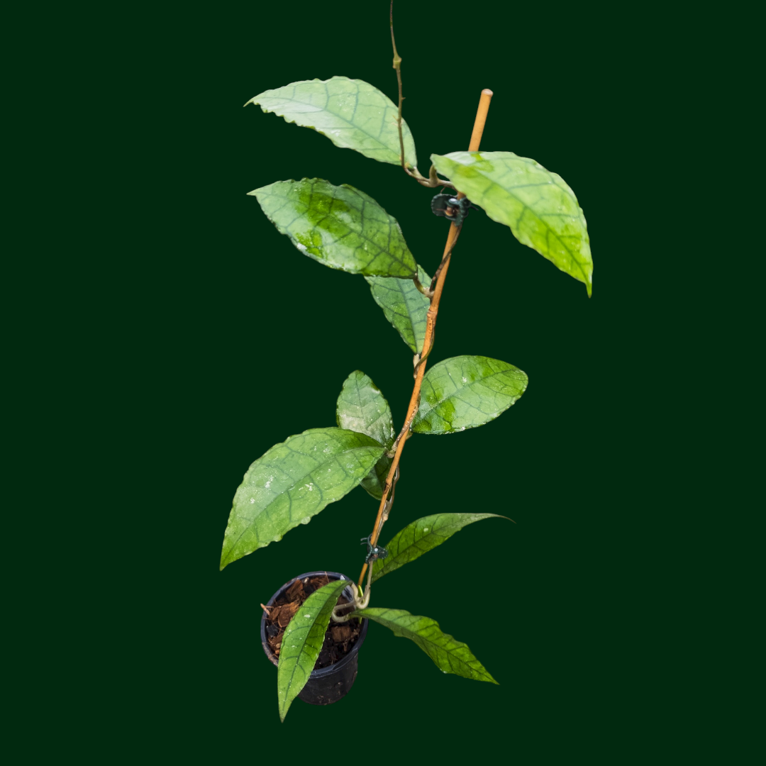 Hoya sp. Nong Nooch