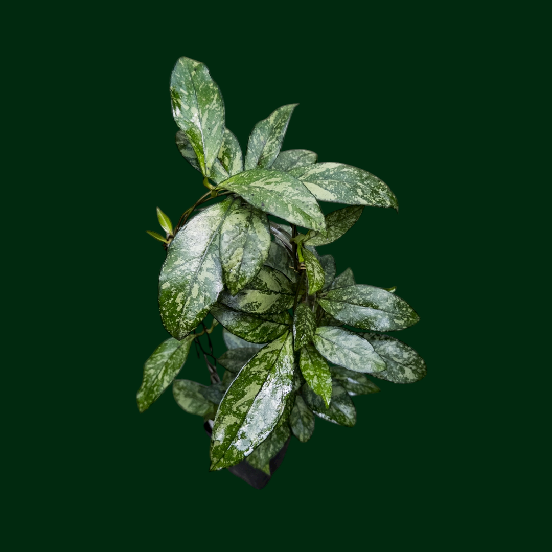 Trellised Hoya crassipetiolata (splash)