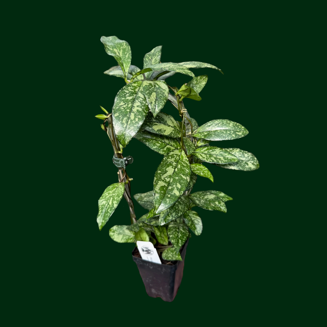 Trellised Hoya crassipetiolata (splash)
