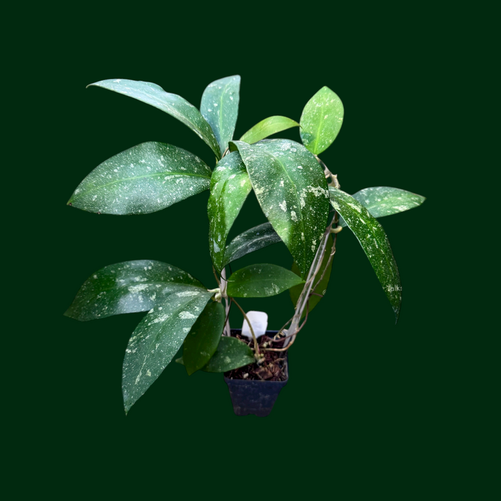 Trellised Hoya polypus (splash)