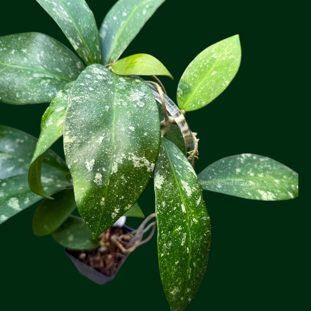 Trellised Hoya polypus (splash)