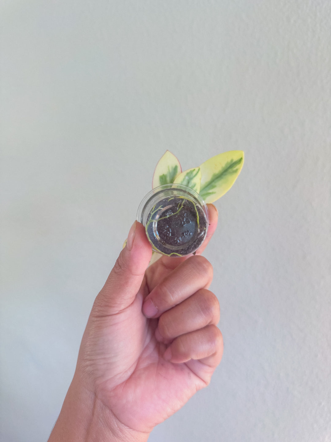 Hoya para ‘Emerald Frost’