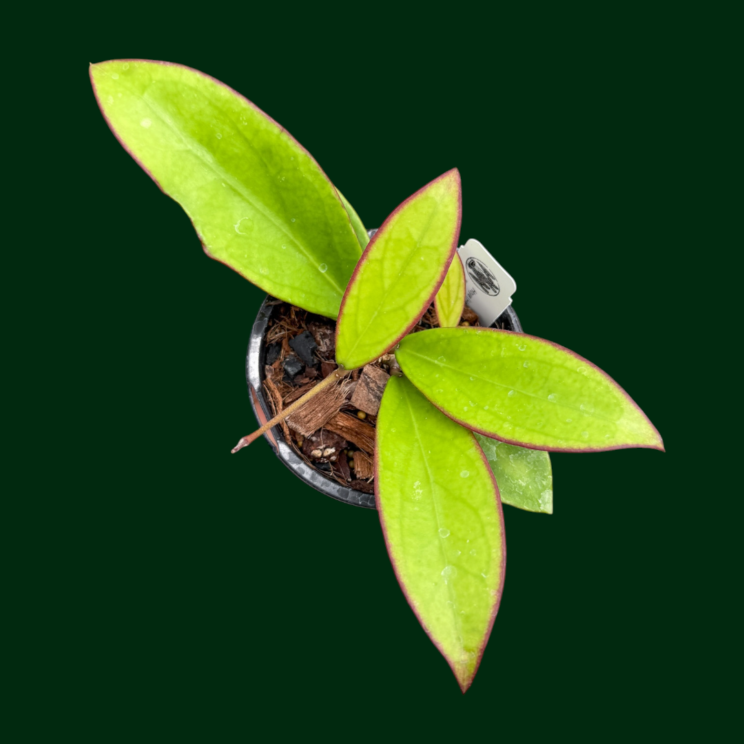 Hoya Haiphong x unknown (Ara-0421-02)