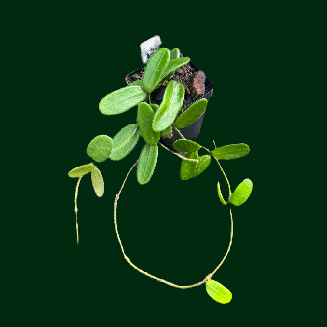 Hoya spectatissima