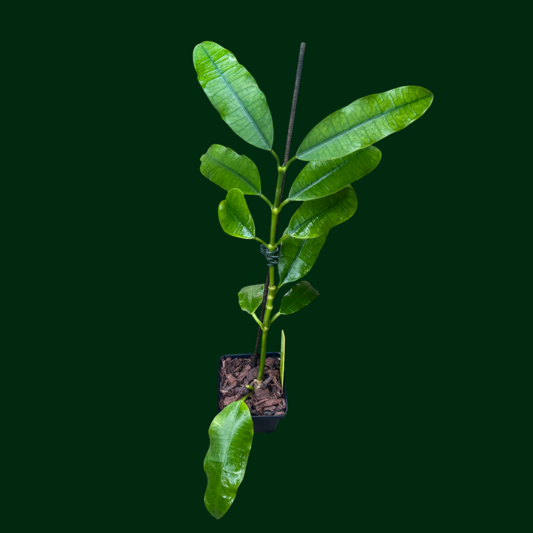 Hoya fusca Wall.