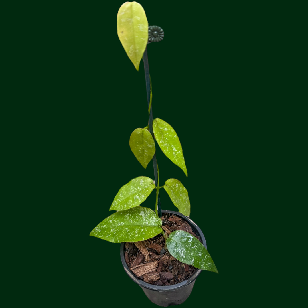 Hoya sangguensis