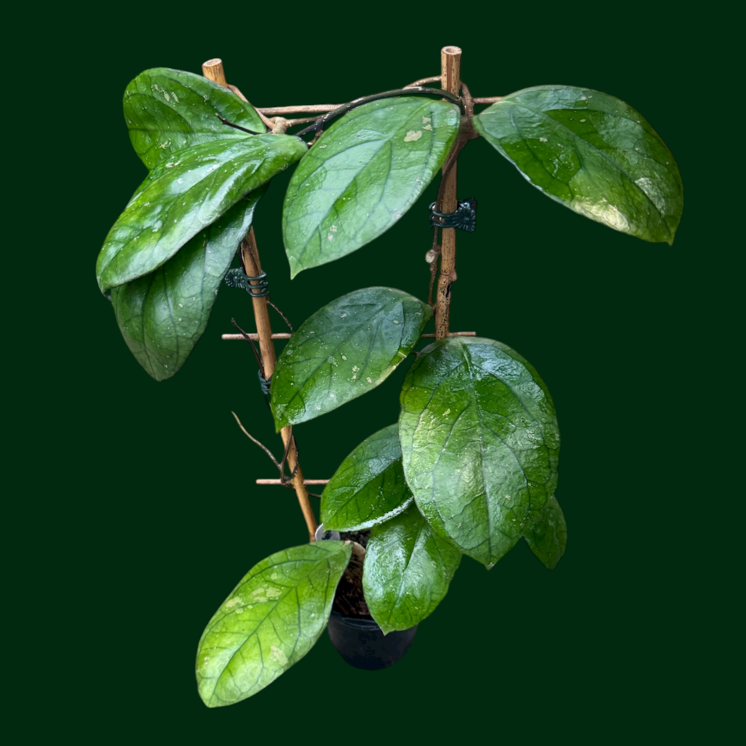 Trellised Hoya forbesii (Sabah)