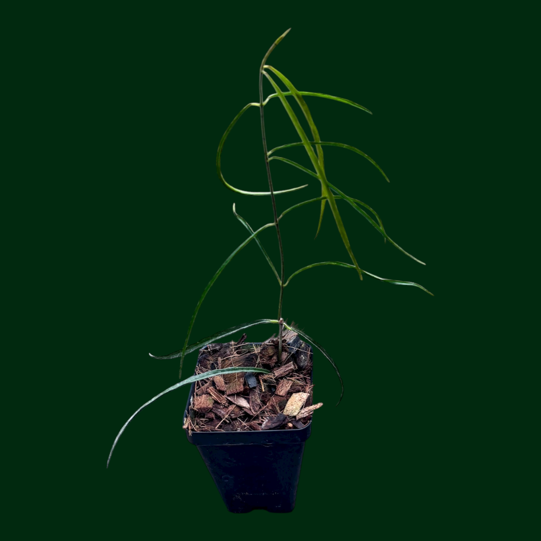 Hoya stenophylla