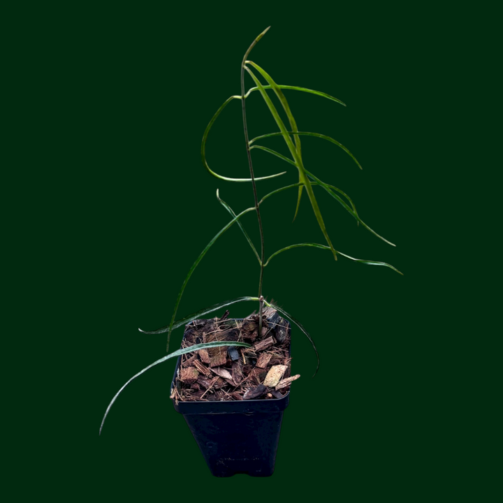 Hoya stenophylla