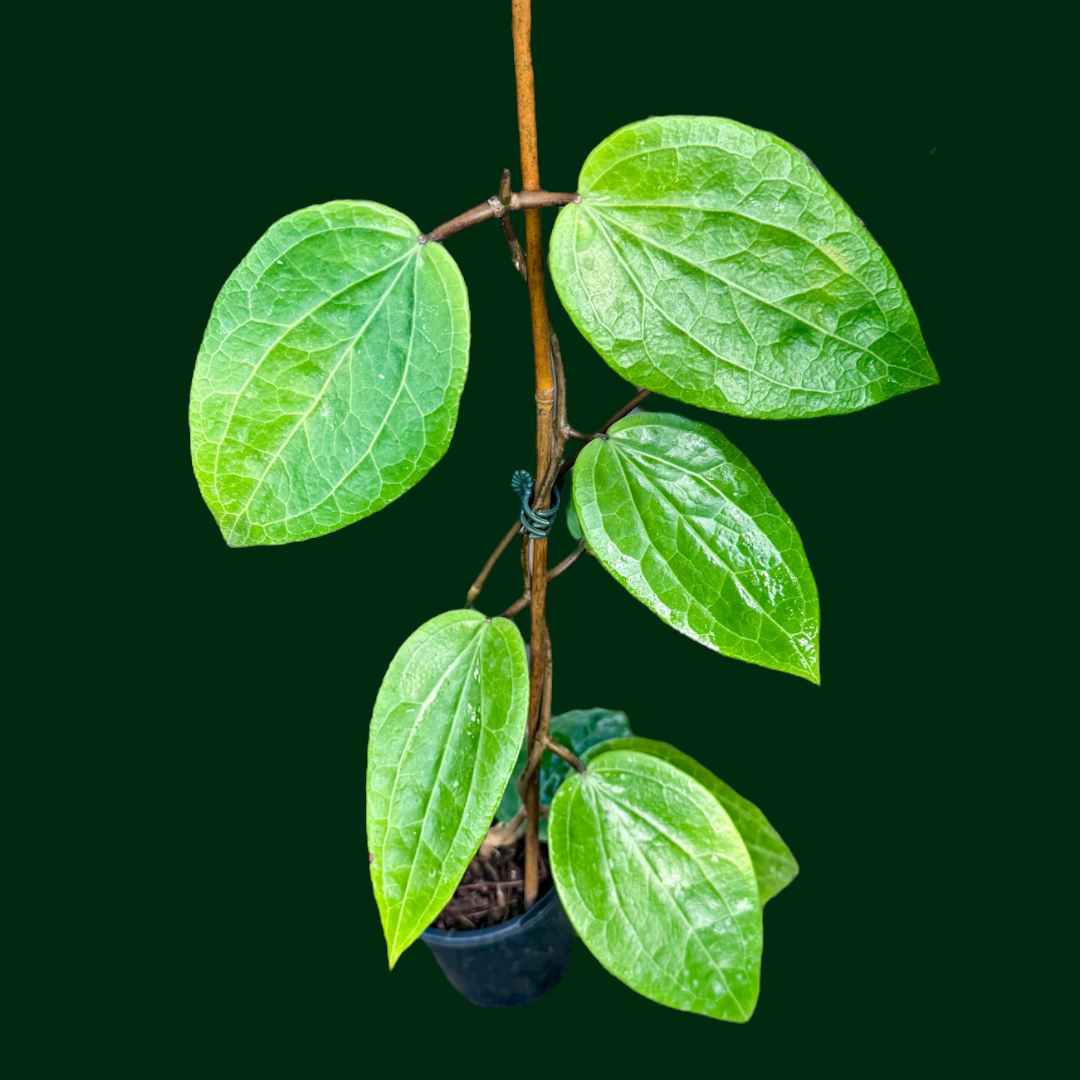 Hoya Glabra (Schlechter)