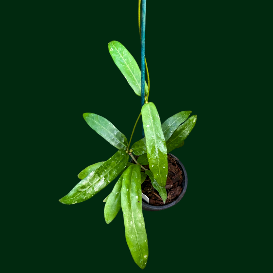 Hoya sp. (Sabah, GPS7950)