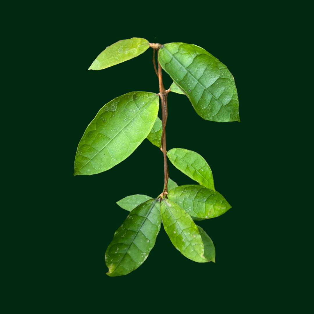 Hoya aff. lambii