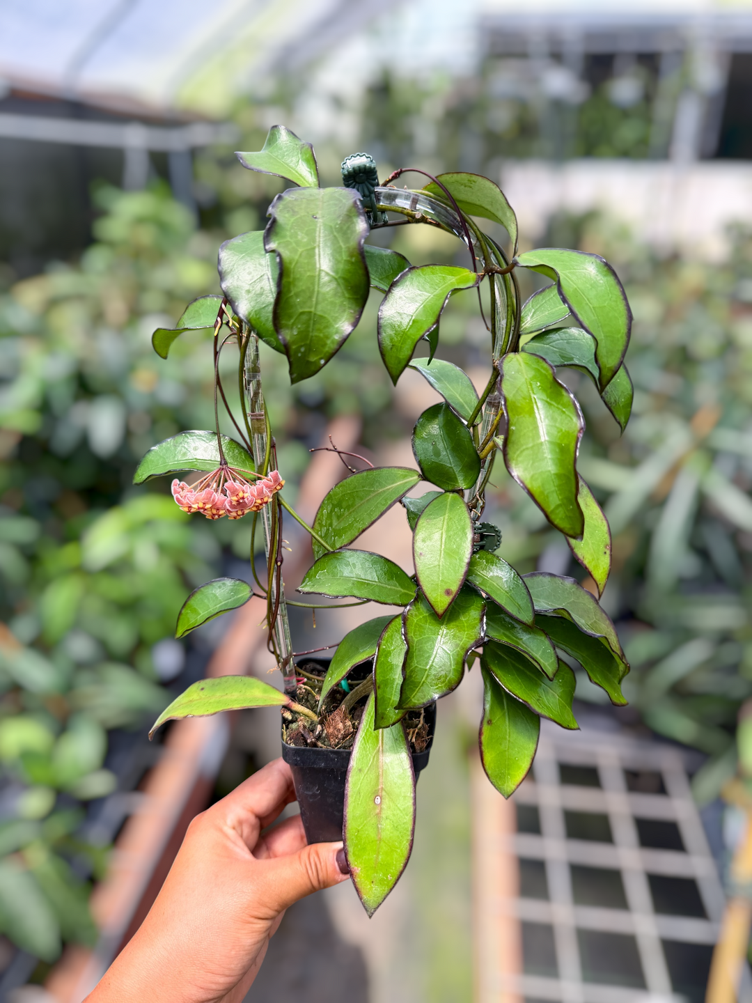 PS0634 - Hoya LP012 (erythrina x DS70)