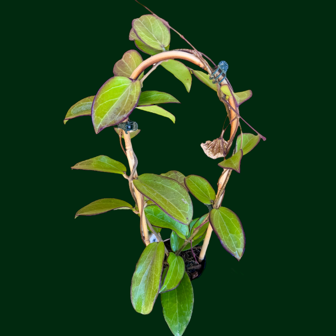 Trellised Hoya ‘Maliksi’ (UPT001)