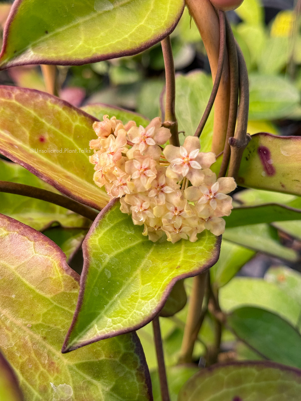 Trellised Hoya ‘Maliksi’ (UPT001)