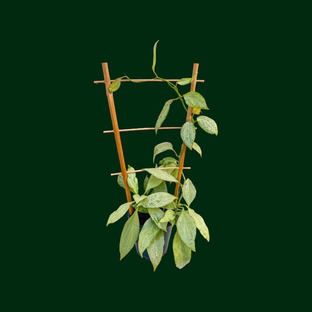 Hoya Nicholsoniae 'New Guinea Ghost'