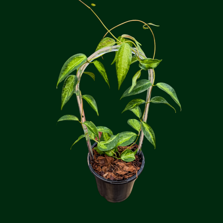 Hoya dennisii ‘Frida’