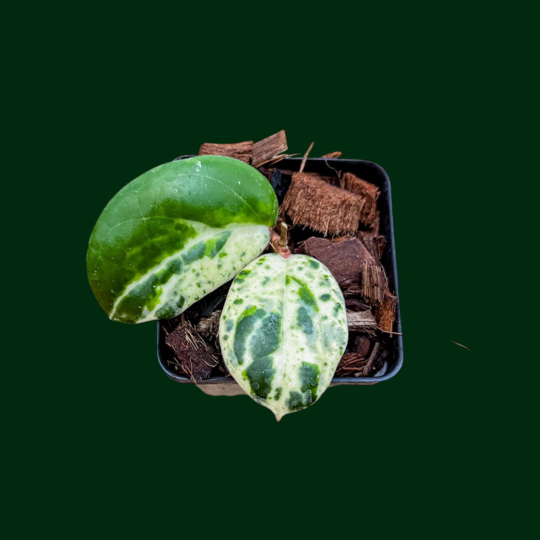 Hoya 'Swiffer's Mirage' (RHM2391-CTH1)
