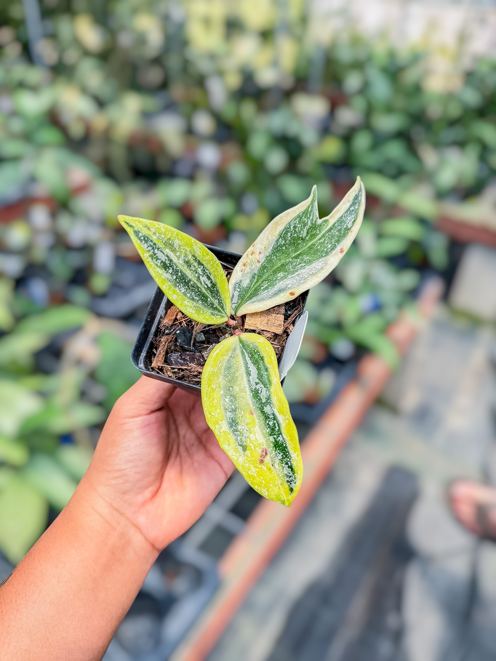 Hoya ‘Rangsan’ (outer variegated)