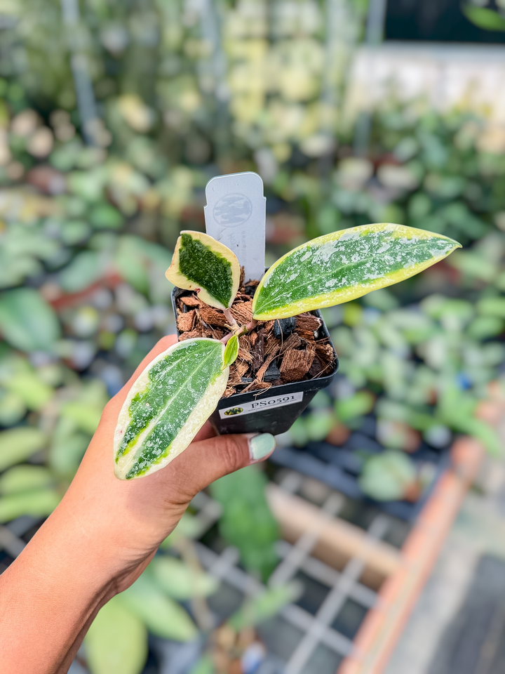 Hoya ‘Rangsan’ (outer variegated)