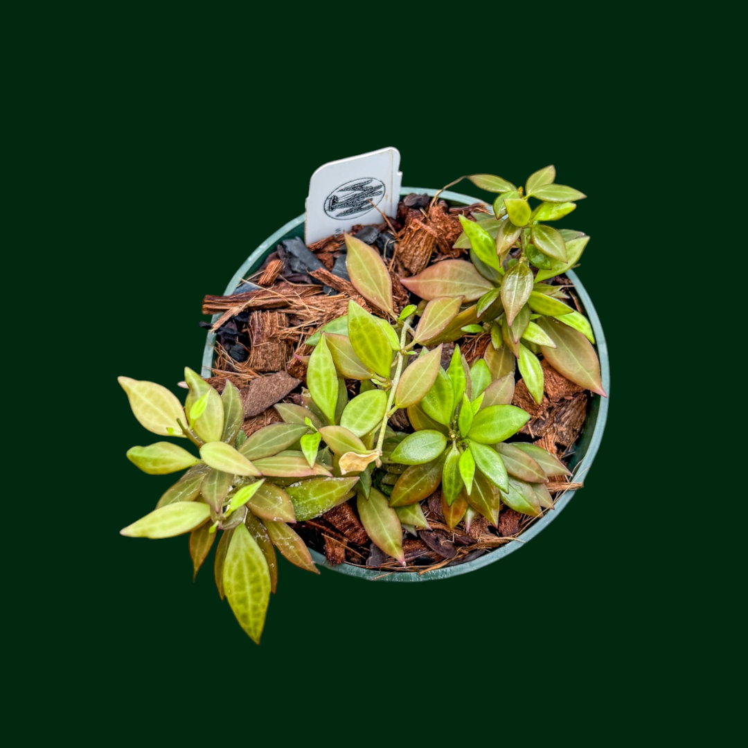 Hoya microdwarf (NS12-323)