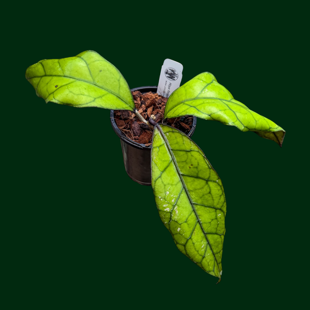 Hoya finlaysonii (black)