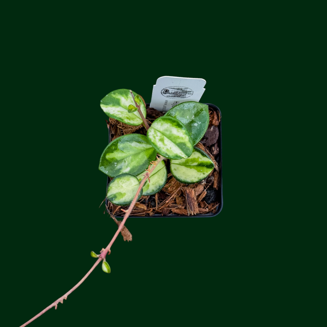 Hoya ‘Mathilde’ (variegated)