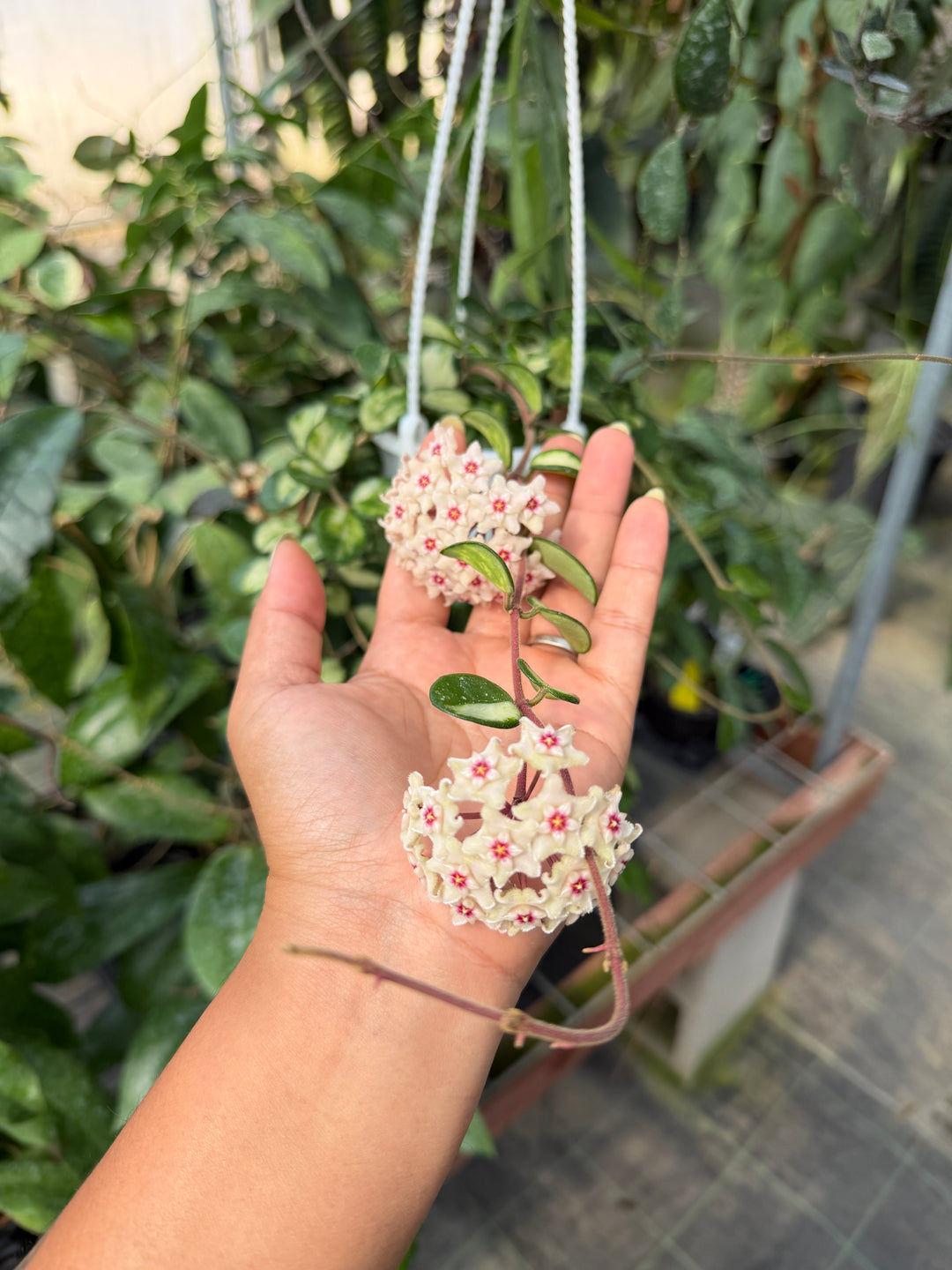 Hoya ‘Mathilde’ (variegated)