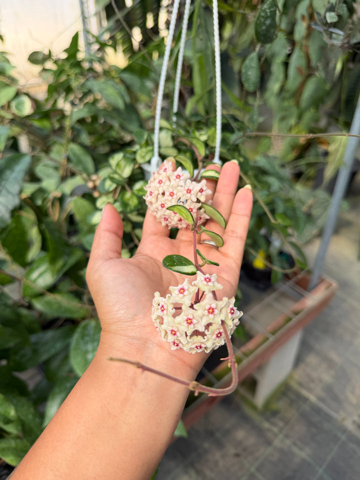 Hoya ‘Mathilde’ (variegated)