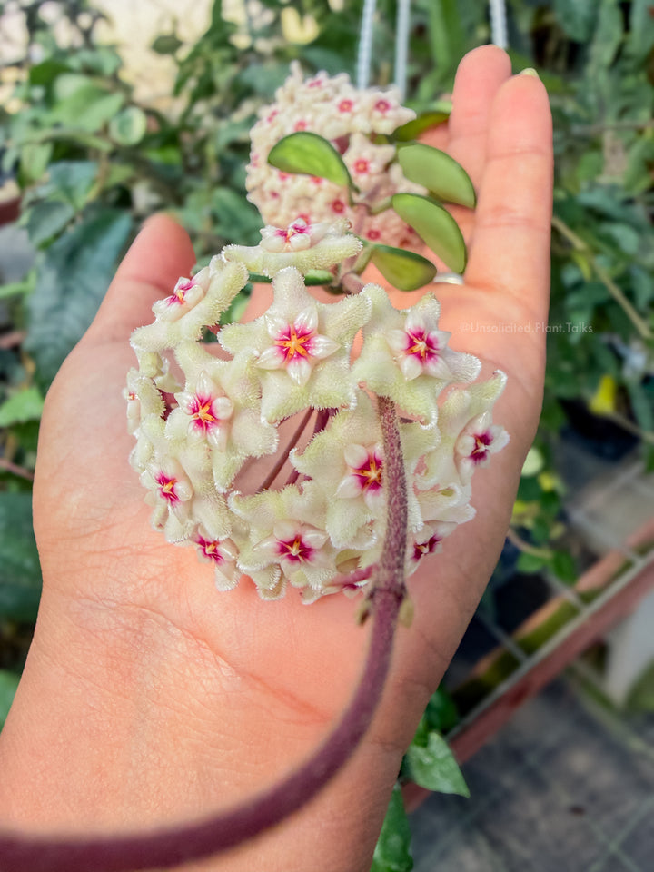 Hoya ‘Mathilde’ (variegated)