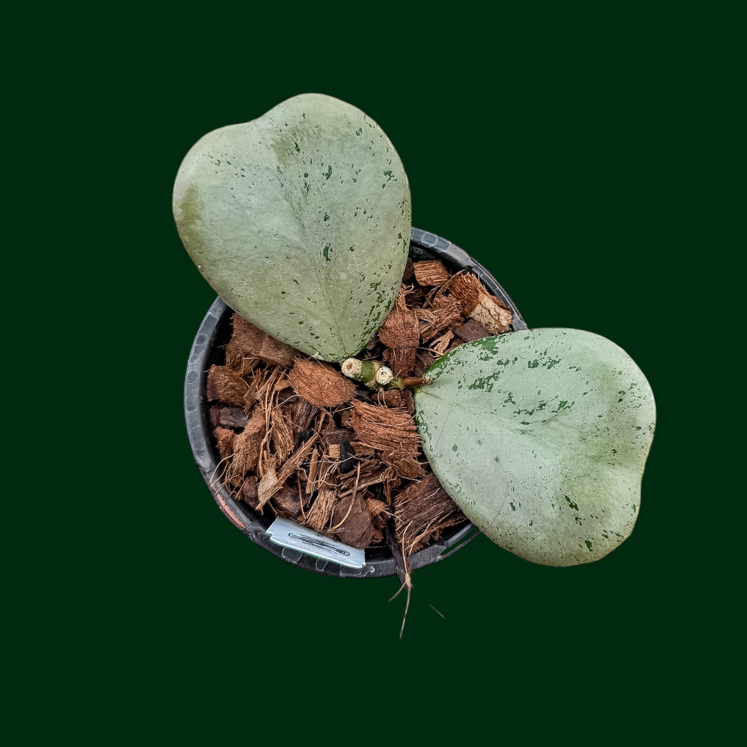 Hoya sp. (Chiang Dao, Silver)