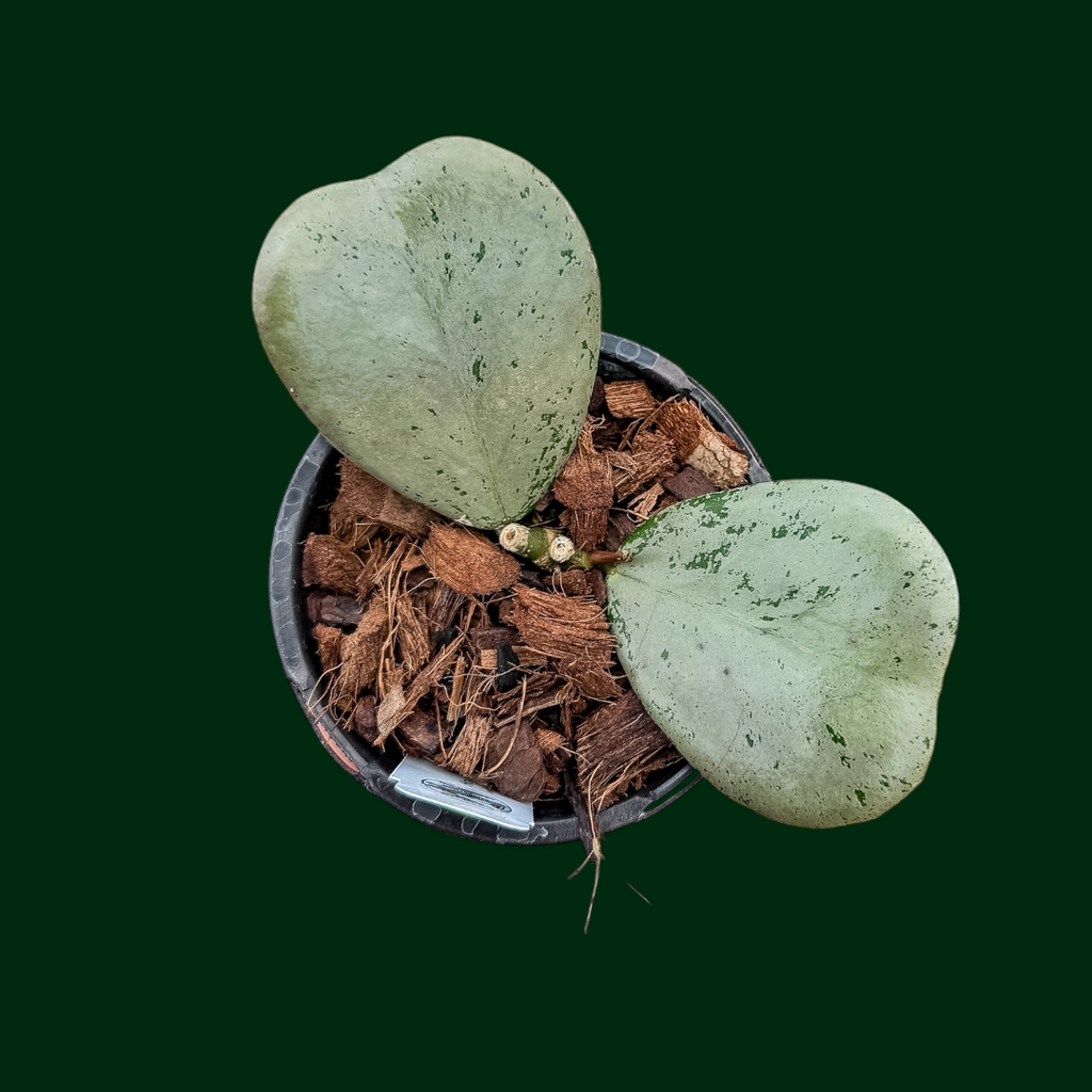 その他観葉植物 Hoya sp. Chiang Dao Hoya sp. (Chiang Dao, Silver) – Unsolicited Plant Talks