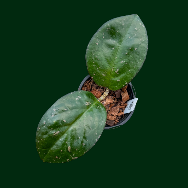 Hoya &