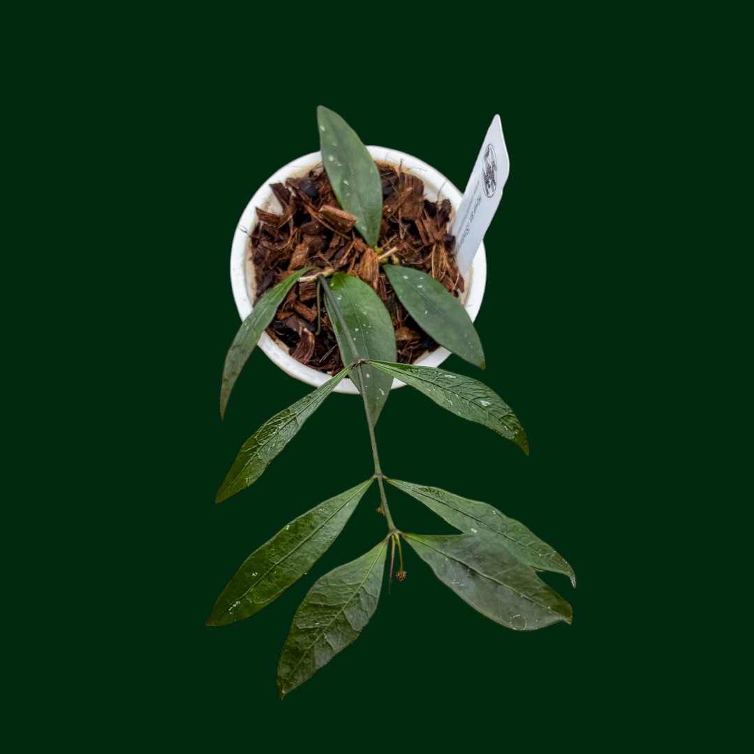 Hoya sp. (Sindangan)