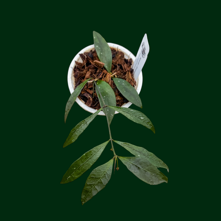 Hoya sp. (Sindangan)