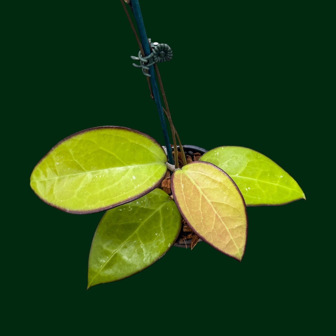 Hoya KSB01