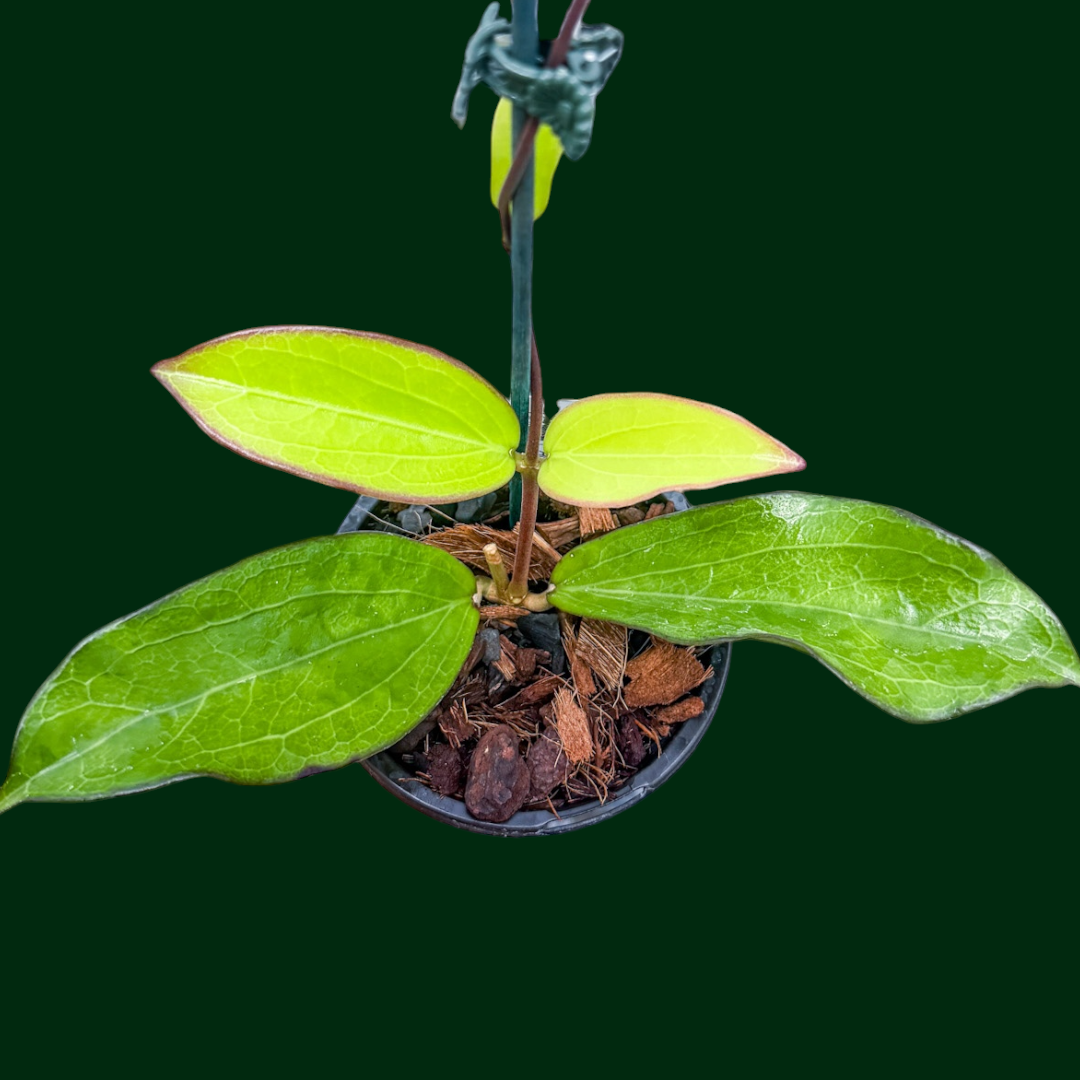 Hoya ‘Maliksi’ (UPT001)