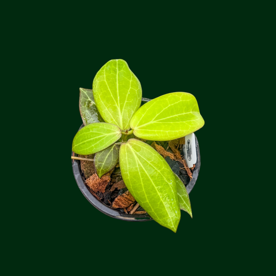 Hoya sp. (Philippines)