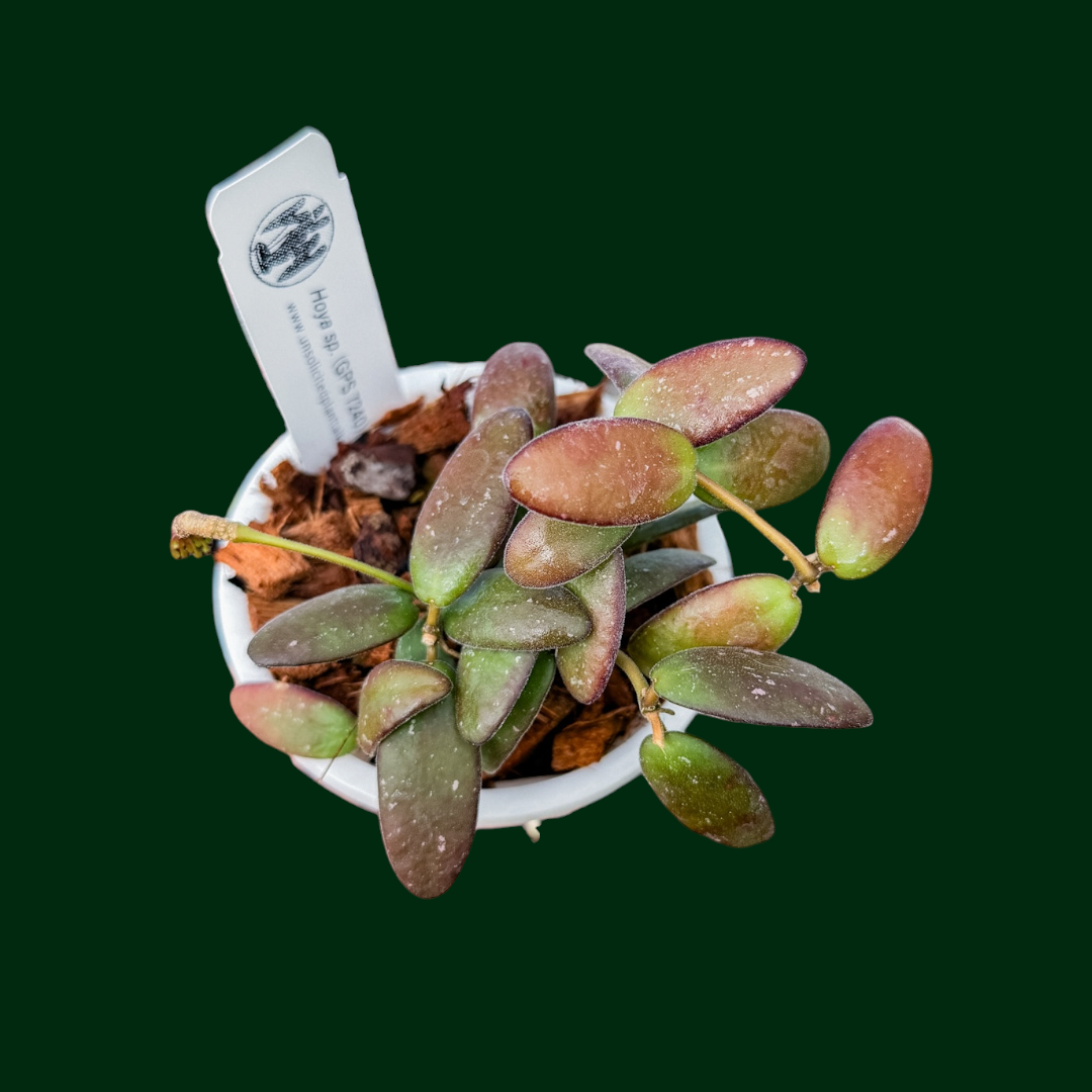 Hoya sp. GPS 7240