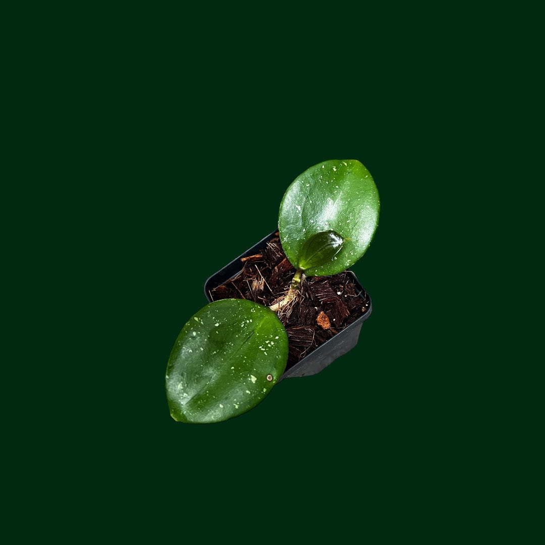 Hoya Jennifer