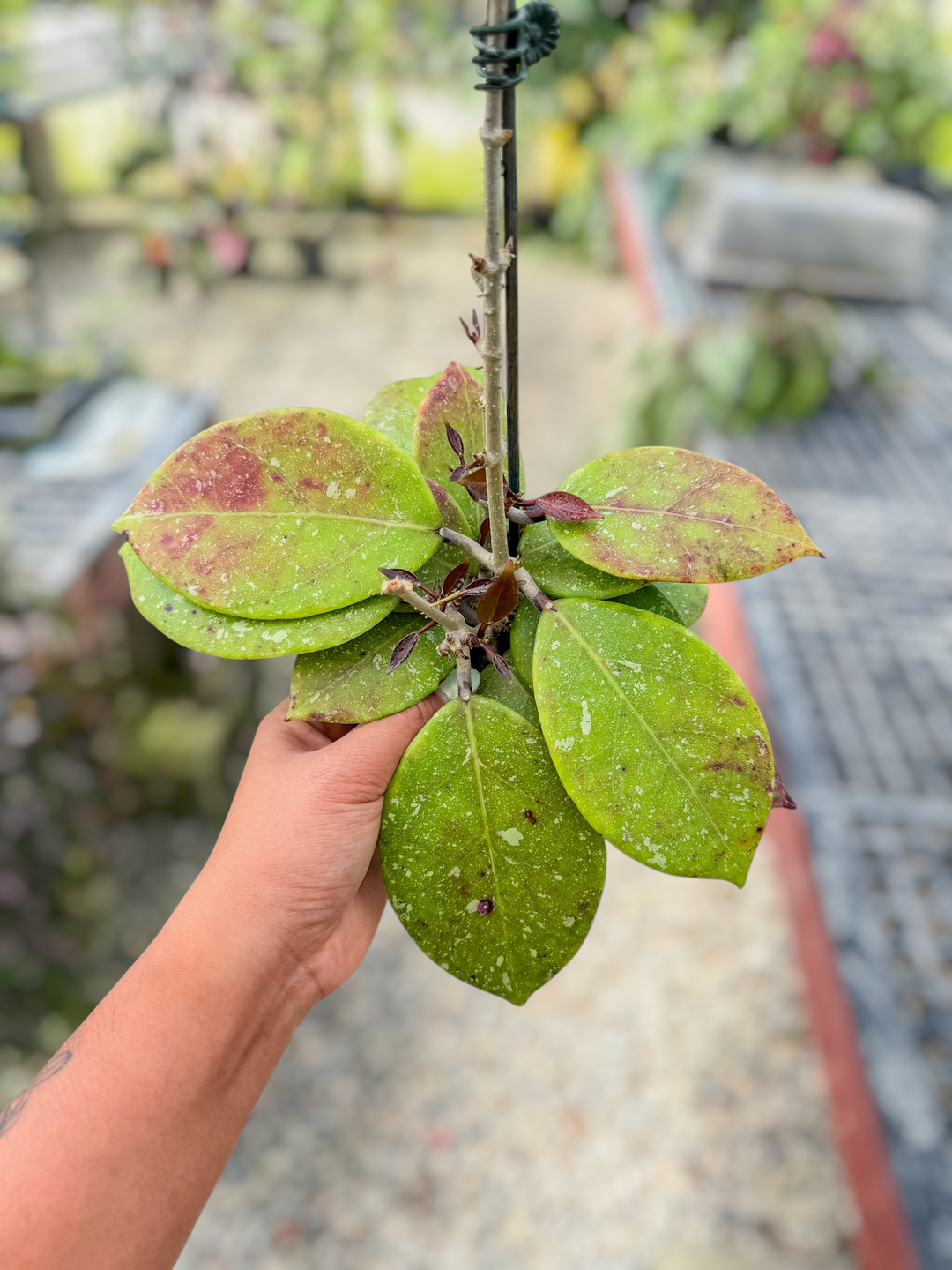 PS0732 - Hoya AH053