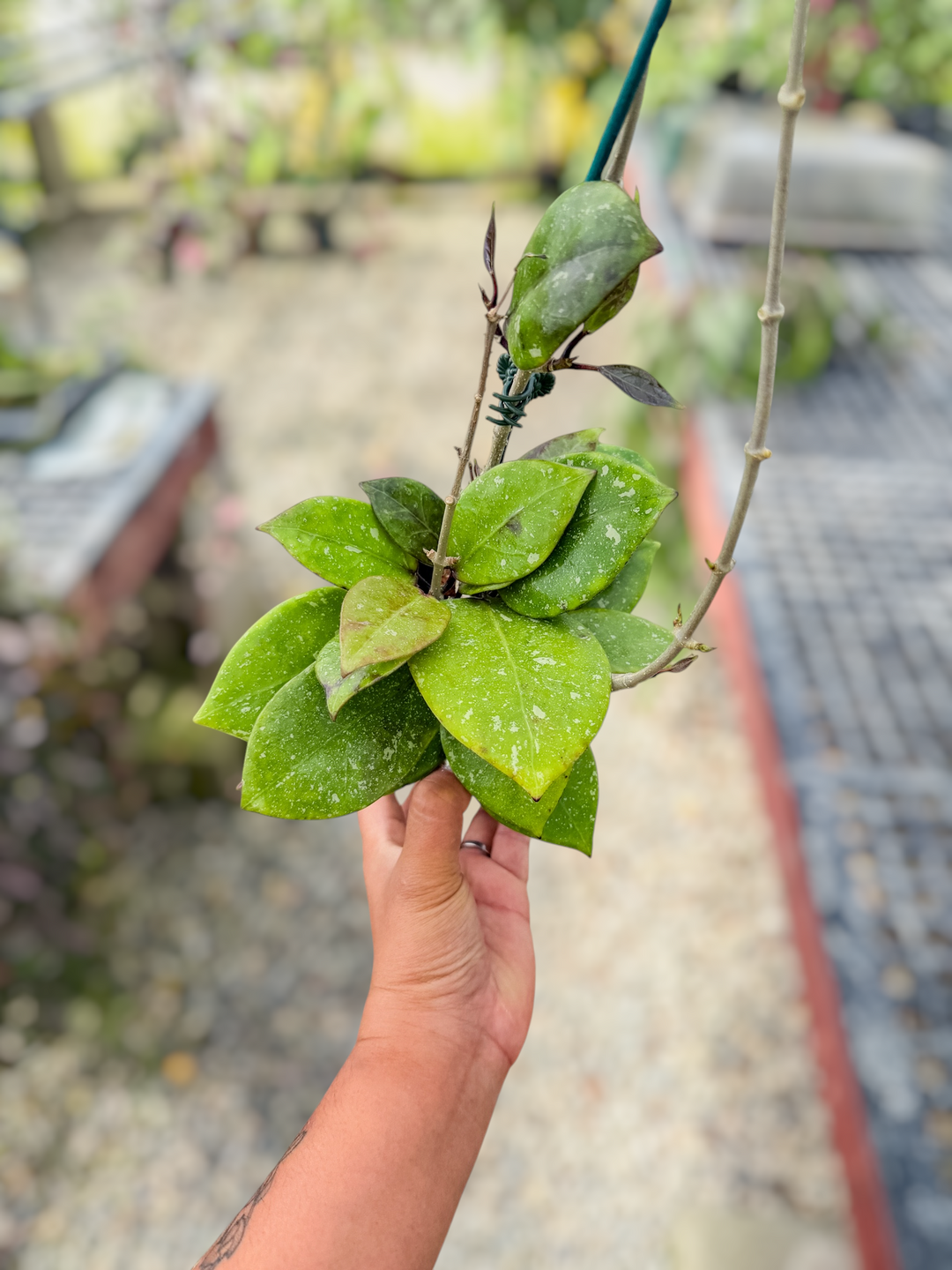 PS0731 - Hoya AH053