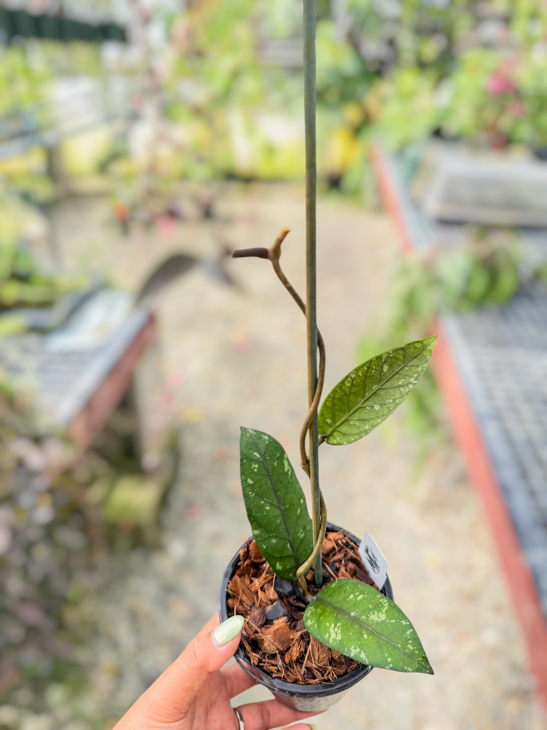 PS0735 - Hoya ‘Mustika’ (Aceh)