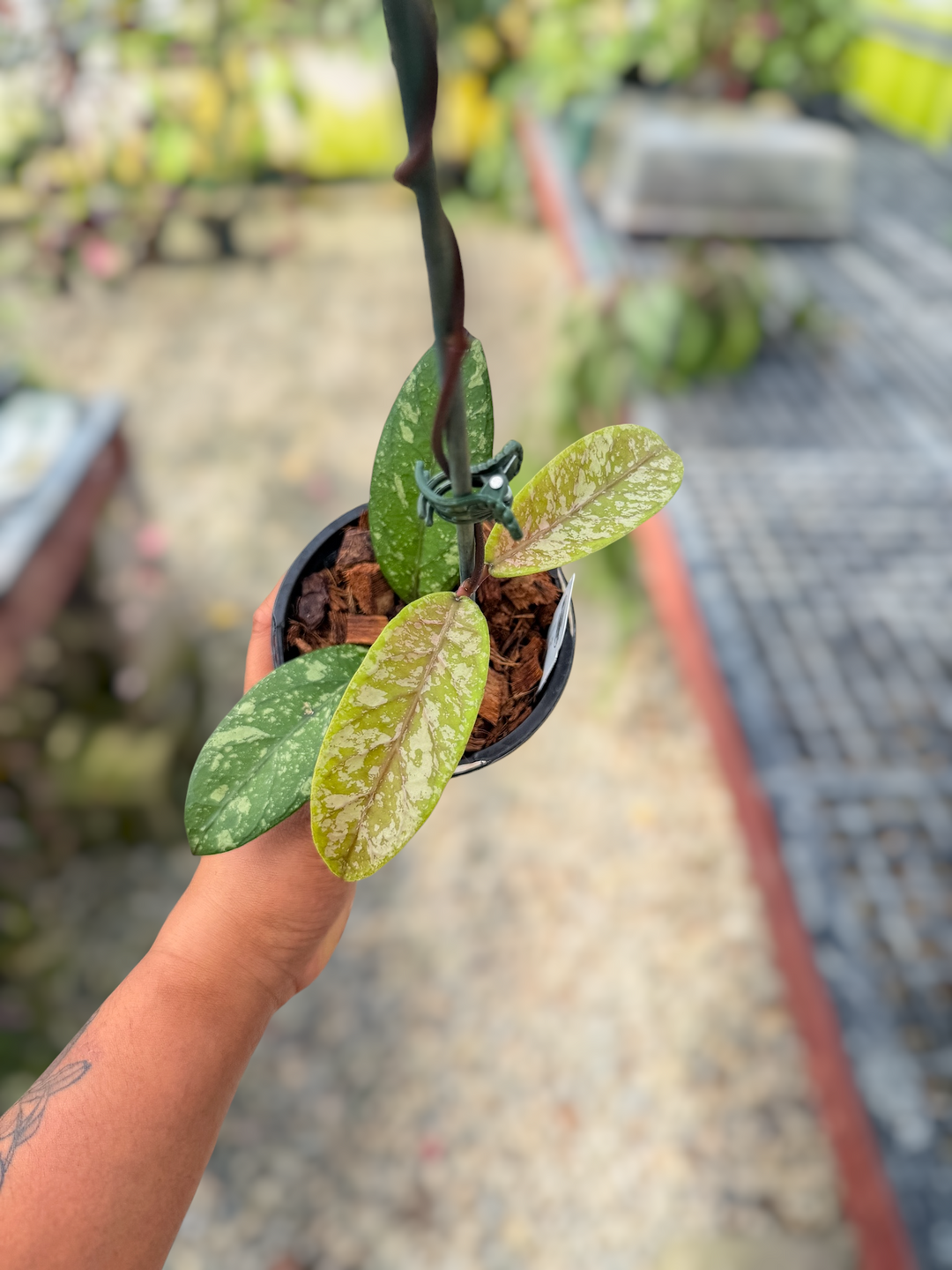 PS0734 - Hoya ‘Mustika’ (Aceh)