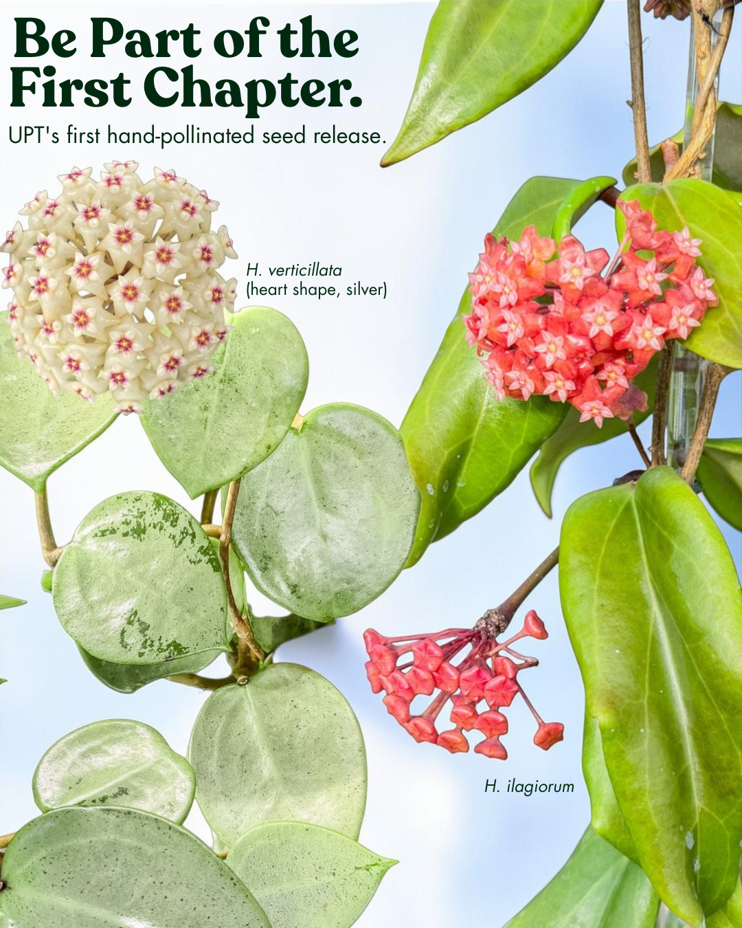 6 SEEDS - Hoya verticillata (heart shape, silver) x Hoya ilagiorum