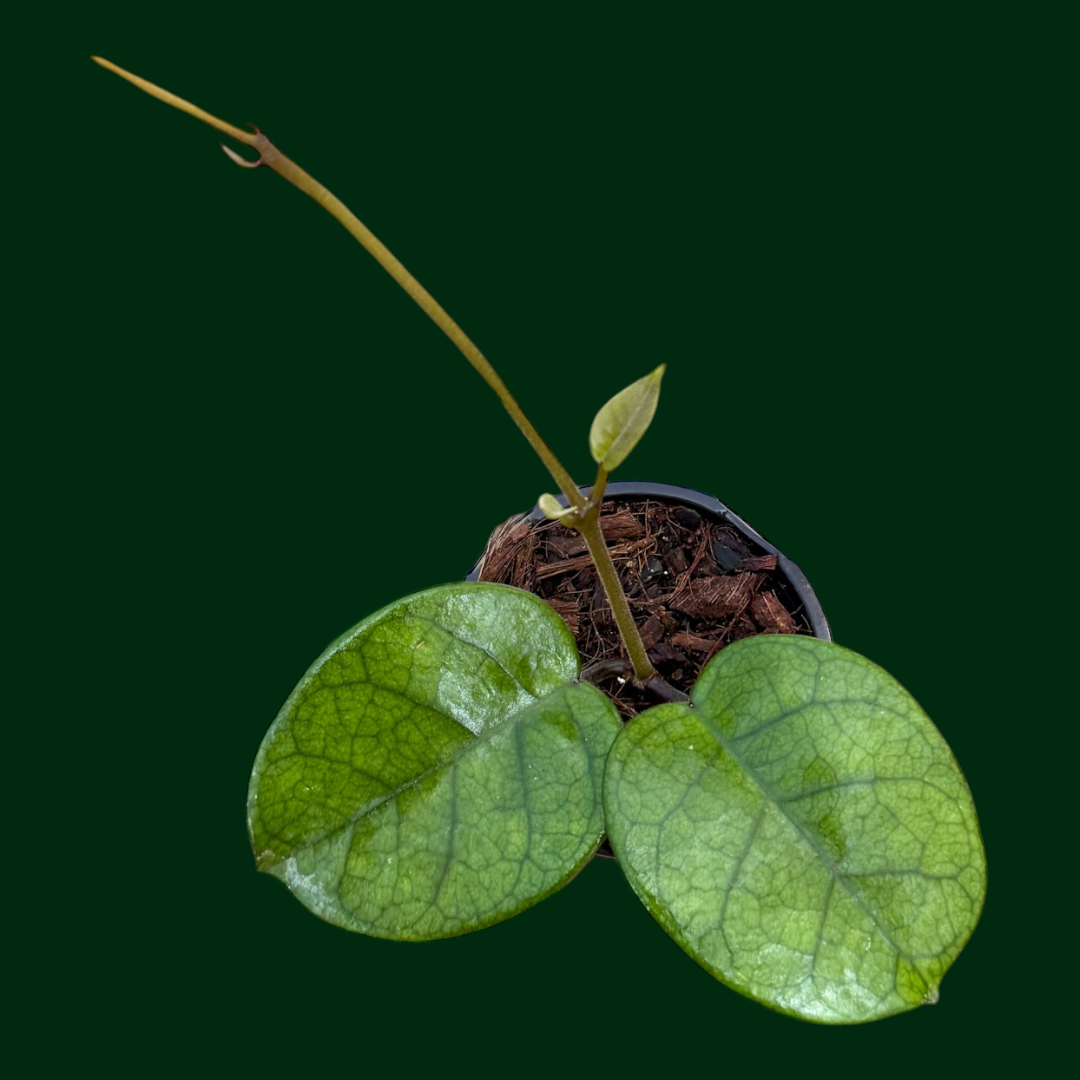 Hoya fungii (large fuzzy leaves)