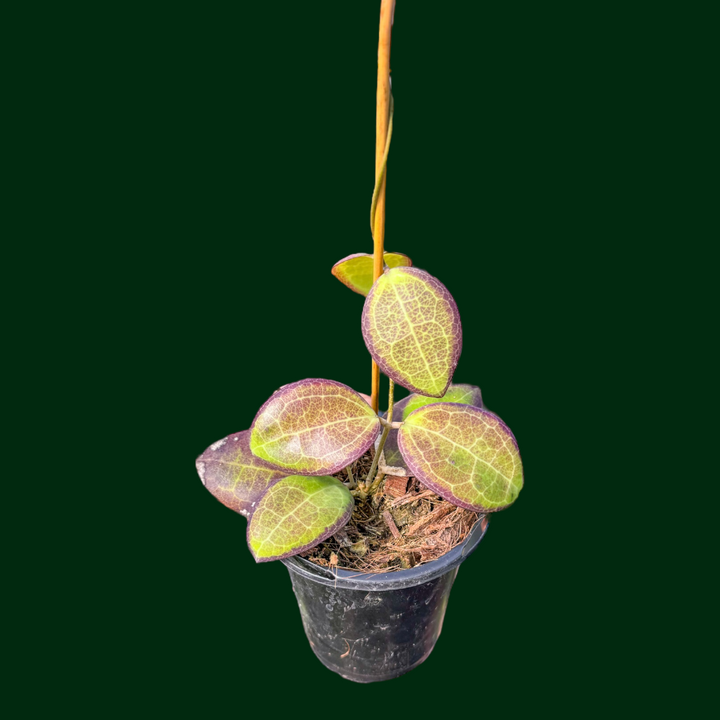 Hoya tomataensis