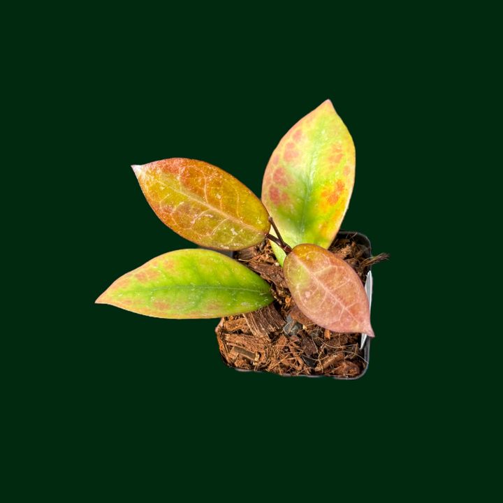 Hoya australis x Hoya elliptica