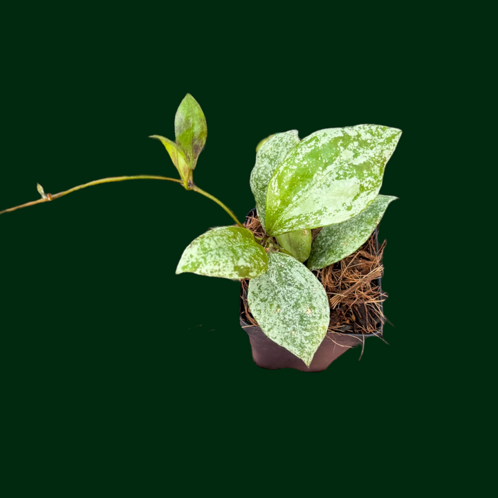 Hoya walliniana (splash)