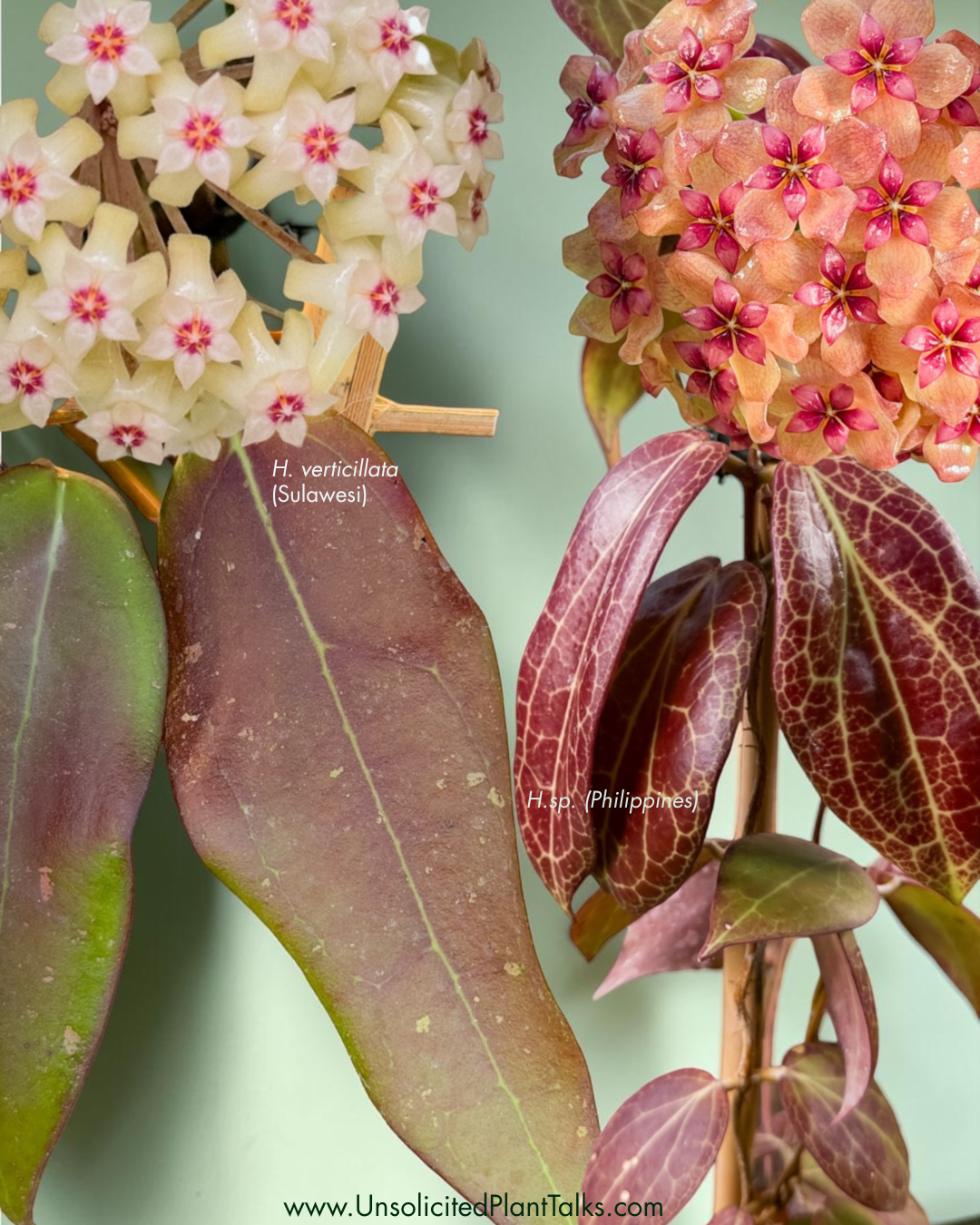 10 SEEDS - Hoya verticillata (Sulawesi) x Hoya sp. (Philippines)
